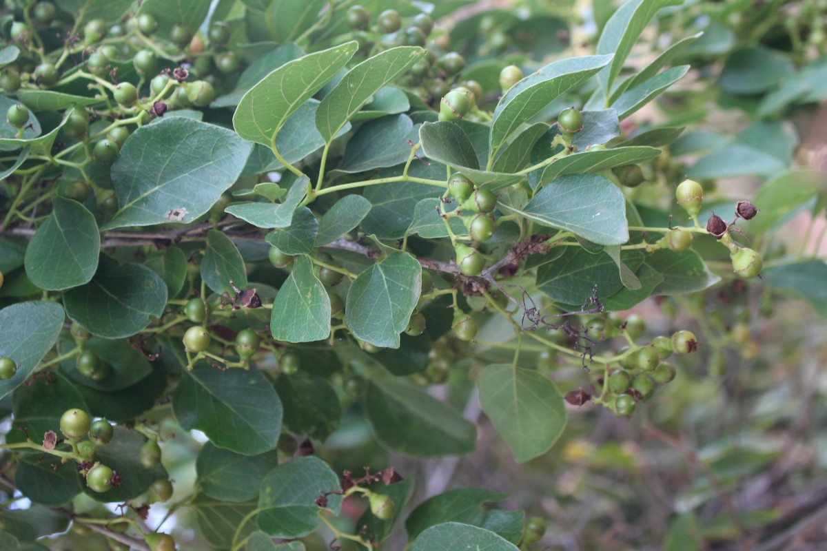 Cordia dichotoma G.Forst.